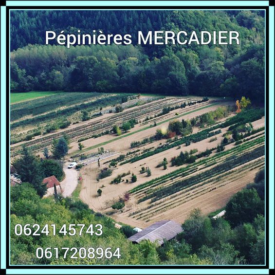 mercadier